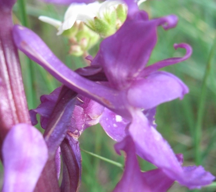 Orchis mascula?